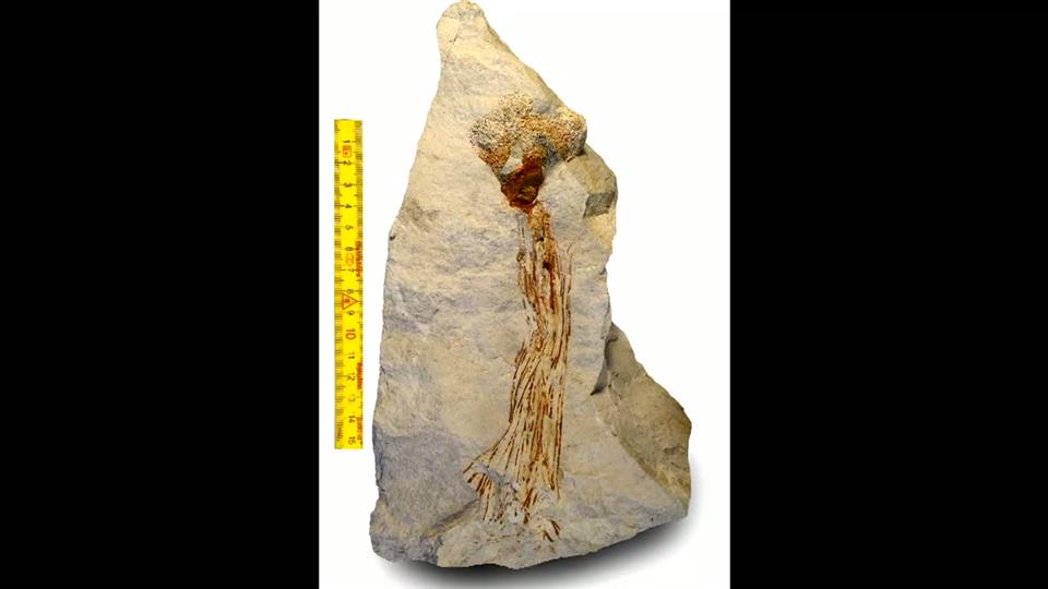 Kulturreportagen-Danekræ fossil opkaldes efter Andreas