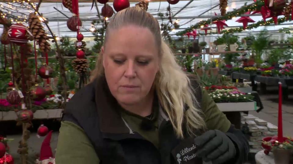 Pia giver gode råd til pasning af julens stueplanter